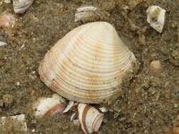 Image of striped venus clam