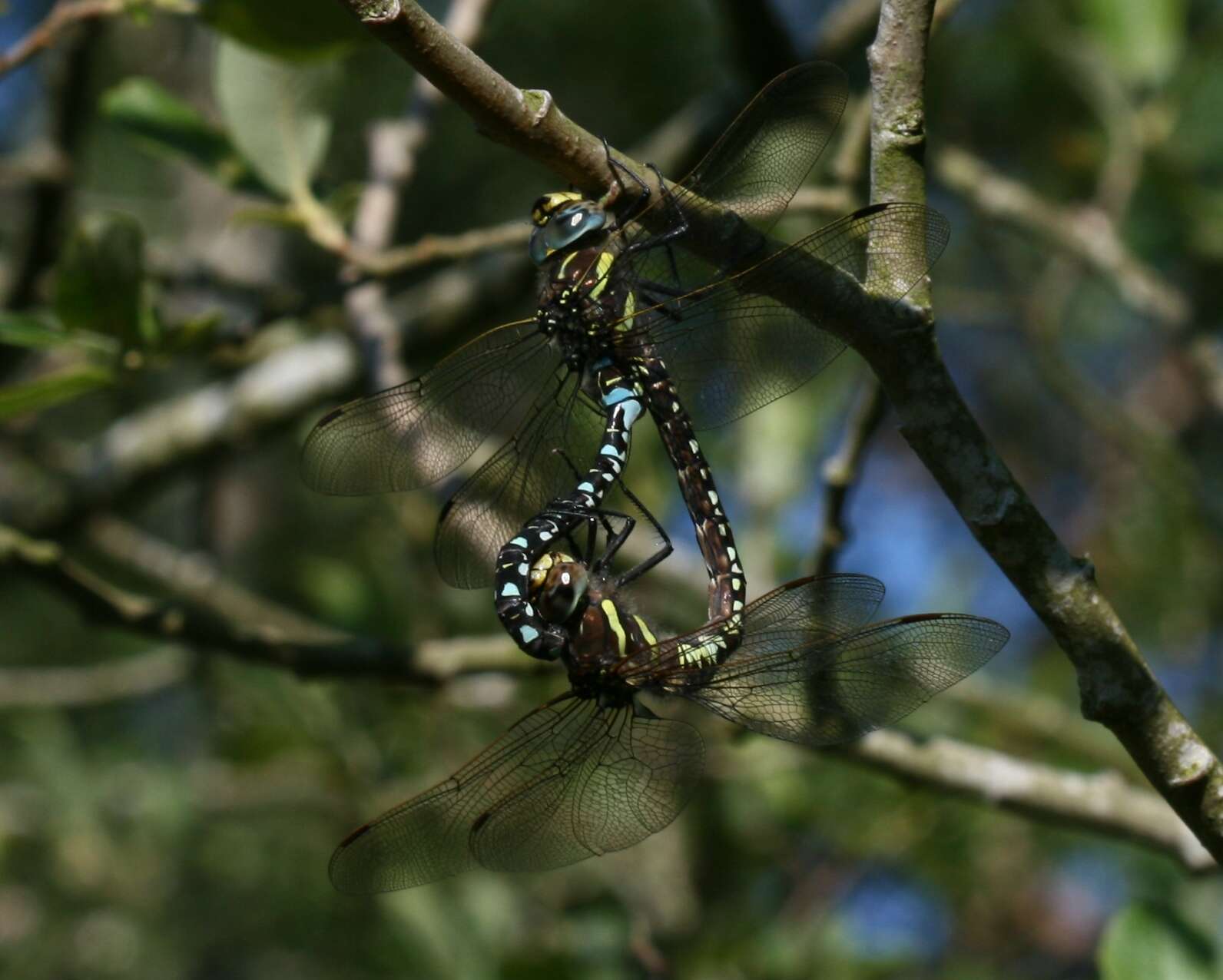 Image of Common Hawker