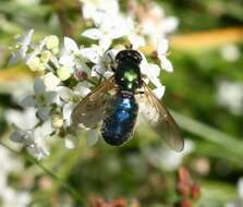 Image of Soldier fly