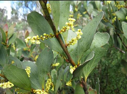 Image de Acacia phlebophylla F. Muell. ex H. B. Will.