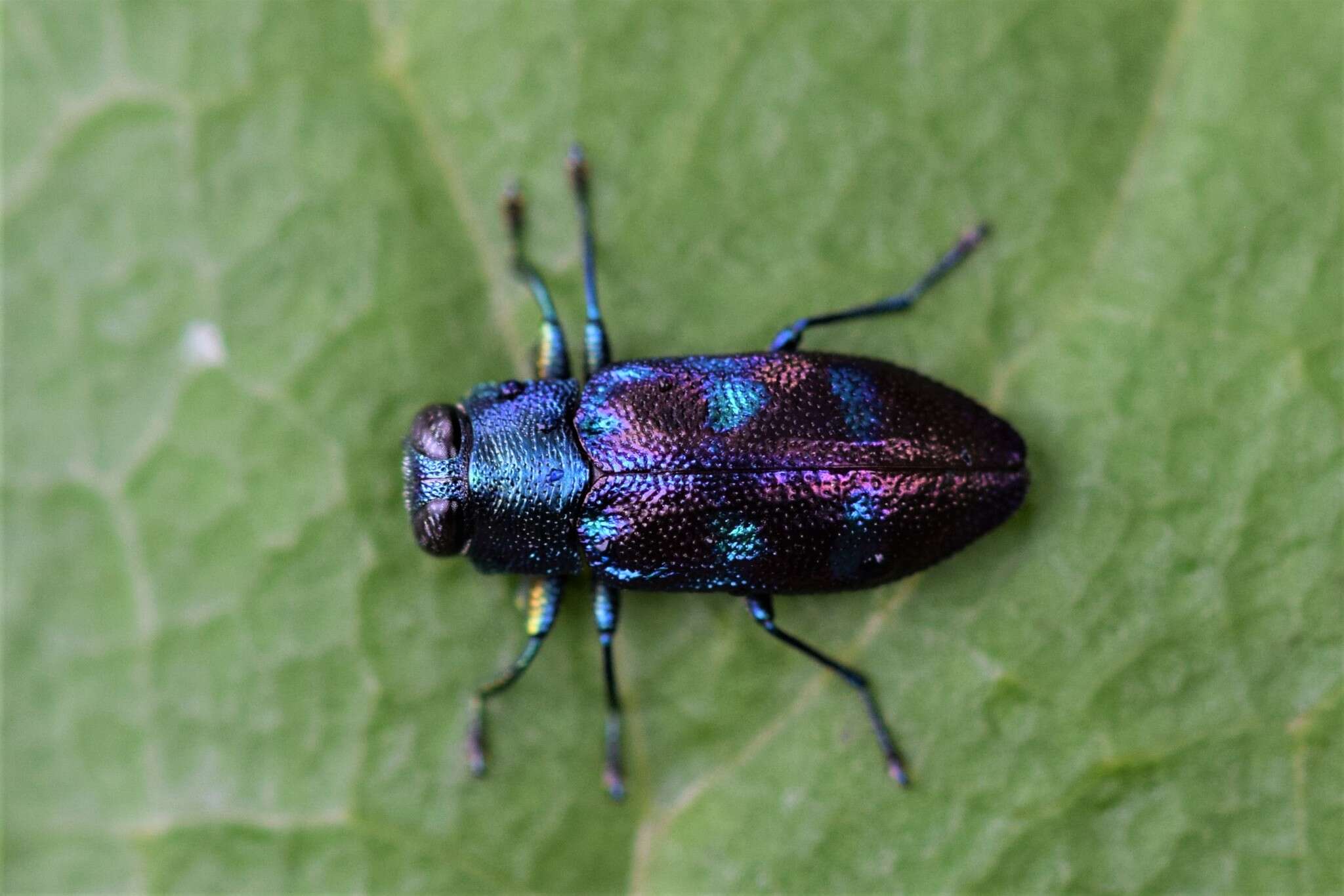 صورة Chrysobothris azurea Le Conte 1857