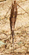 Image of Pedetontus (Pedetontus) saltator Wygodzinsky & Schmidt 1980
