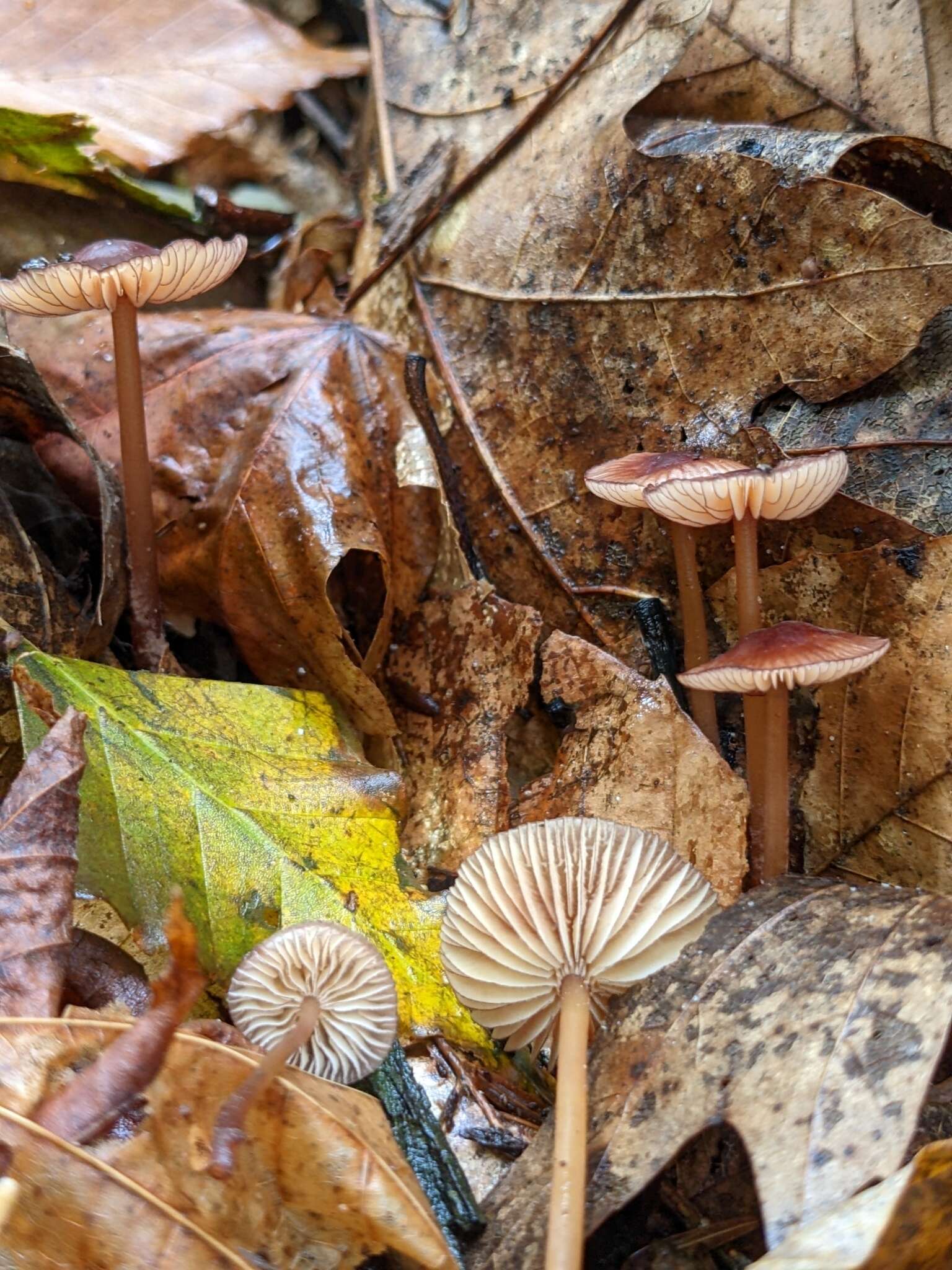 Plancia ëd Mycena atkinsoniana A. H. Sm. 1947