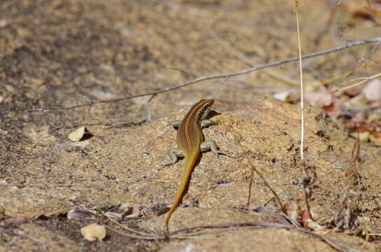 Image of Five-lined Skink