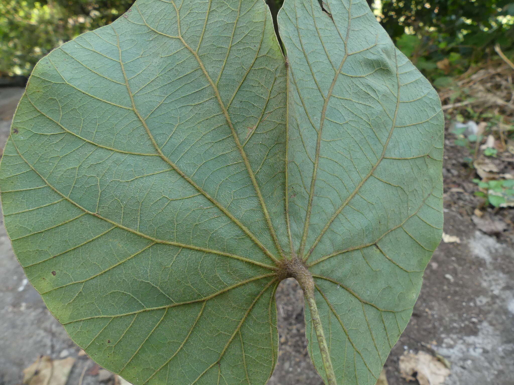 Image of Bauhinia vahlii Wight & Arn.