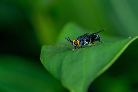 Image of Cyphomyia wiedemanni Gerstaecker 1857