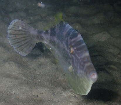 Image of Batfish