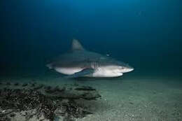 Image of Bull Shark