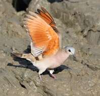 Image of Emerald-spotted Dove