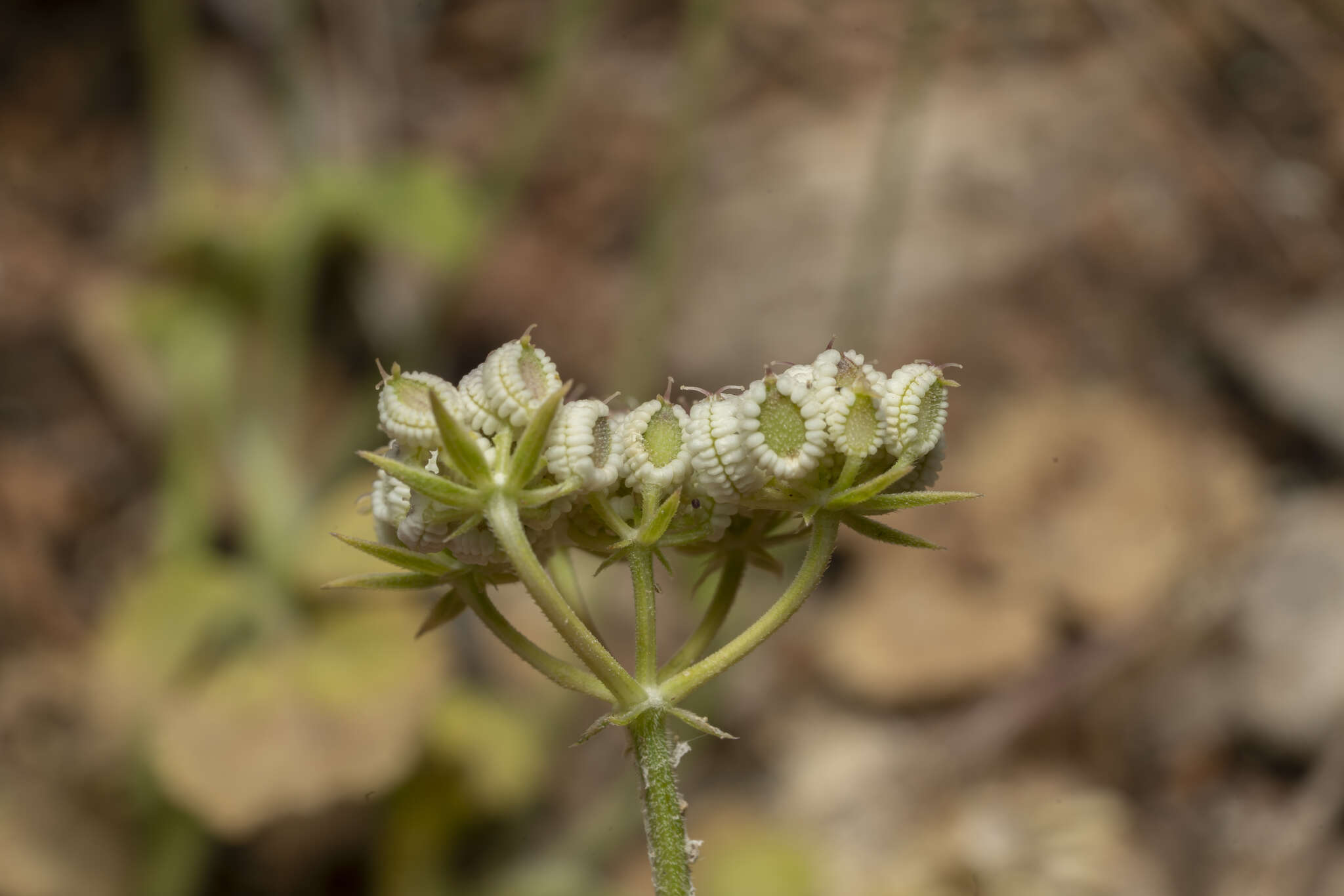 Image of Tordylium pestalozzae Boiss.