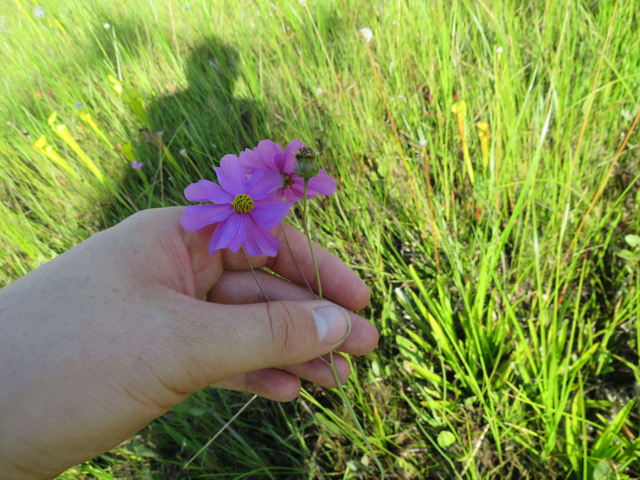 صورة Coreopsis nudata Nutt.