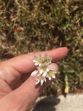 Nothoscordum gracile (Aiton) Stearn resmi