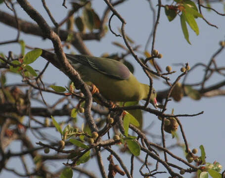 Image of African Green Pigeon