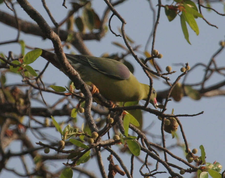 صورة Treron calvus (Temminck 1811)