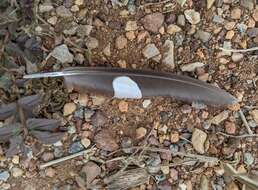 Image of Long-tailed Nightjar