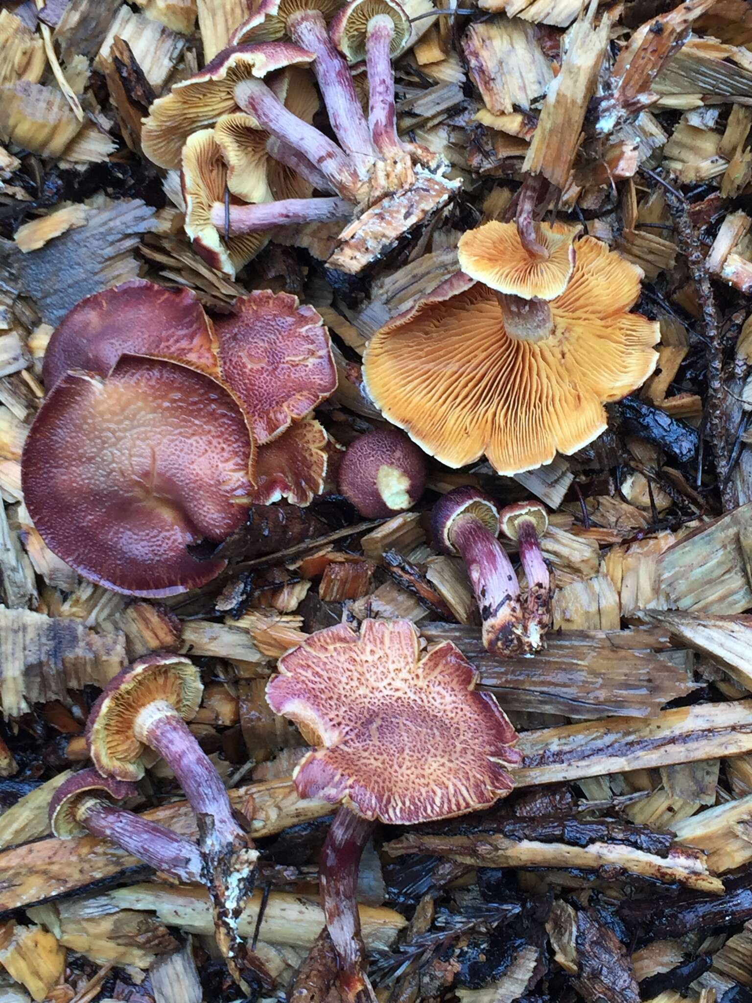 Image of Gymnopilus luteofolius (Peck) Singer 1951