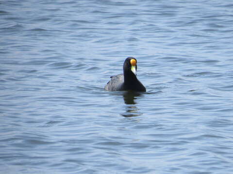 Image of White-winged Coot