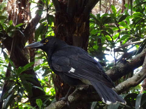 Image of Lord Howe currawong