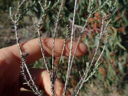 Image of Helichrysum asperum (Thunb.) Hilliard & Burtt