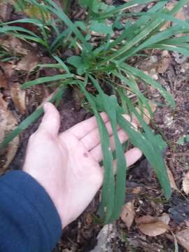 Image of Slender Wood-Oats