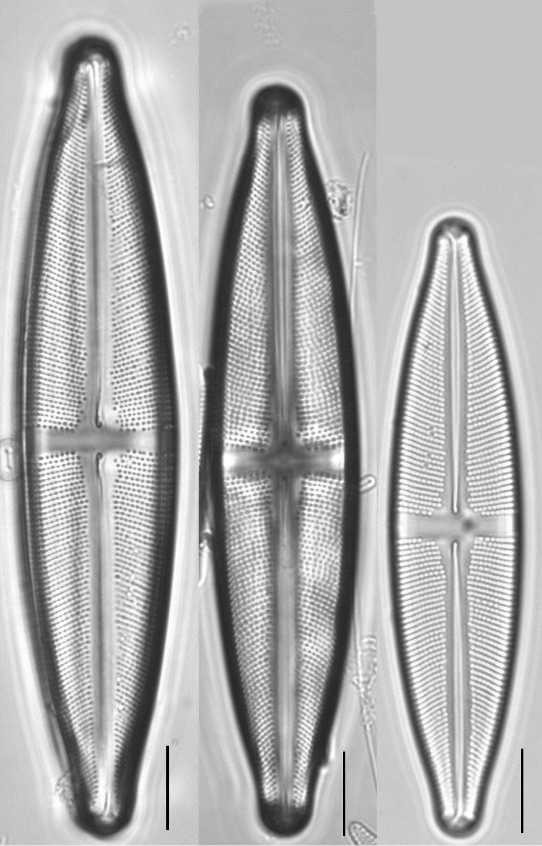 Image of Stauroneis gracilis