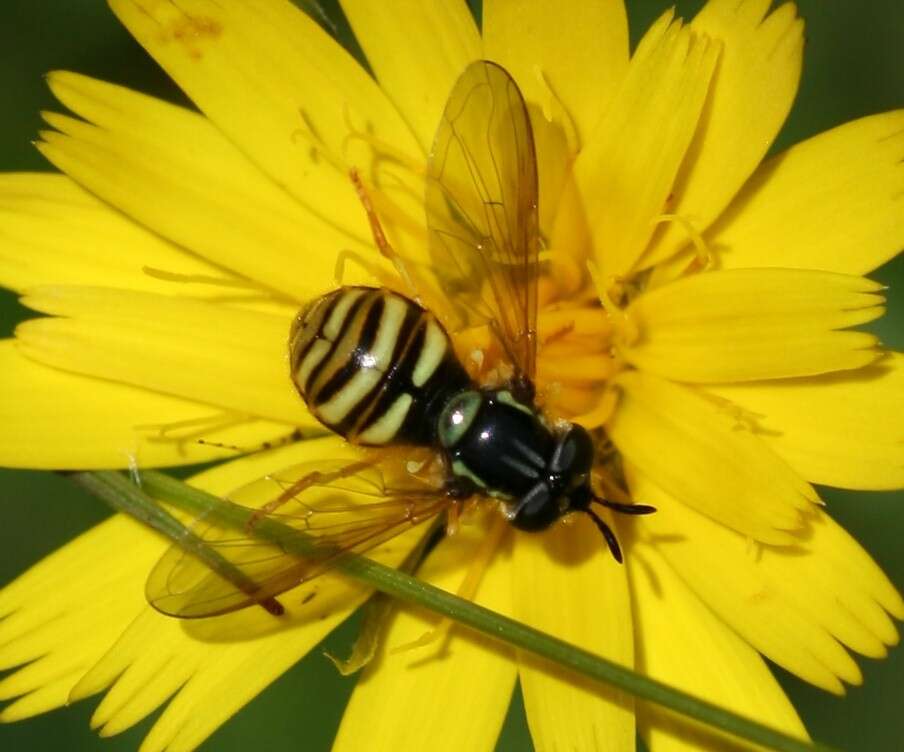 Plancia ëd Chrysotoxum arcuatum (Linnaeus 1758)