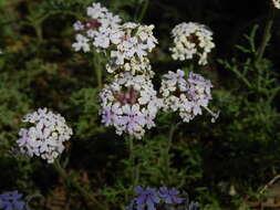 Image of Glandularia parodii Covas & Schnack