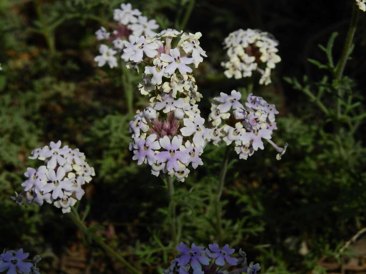 Imagem de Glandularia parodii Covas & Schnack