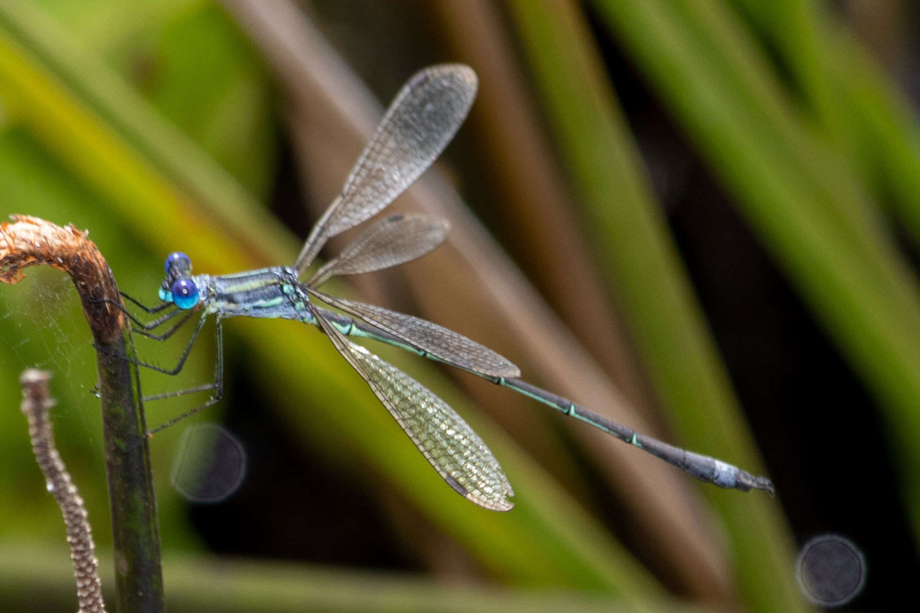 Image of Common Spreadwing