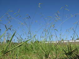 Image of dallisgrass