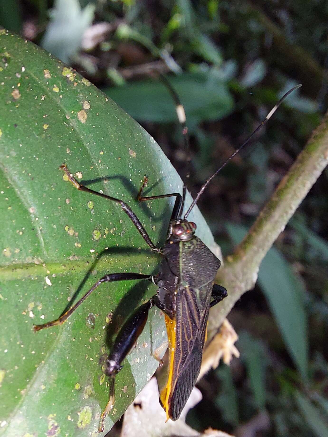 Image de Nematopus indus (Linnaeus 1758)