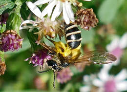 Image of Andrena robervalensis Mitchell 1960