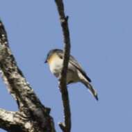 Image of Leaden Flycatcher