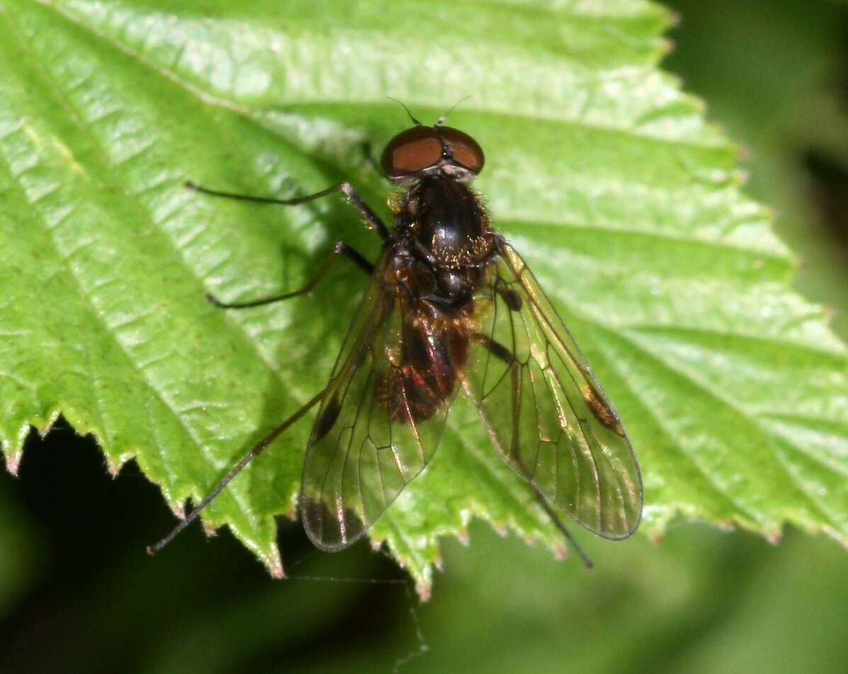 Image of Chrysopilus cristatus