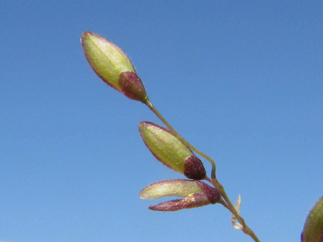 Image of Guinea Grass