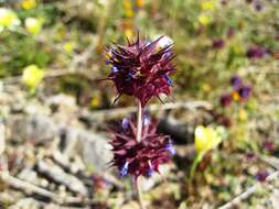 Imagem de Salvia columbariae Benth.