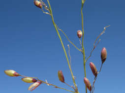 Image of Guinea Grass