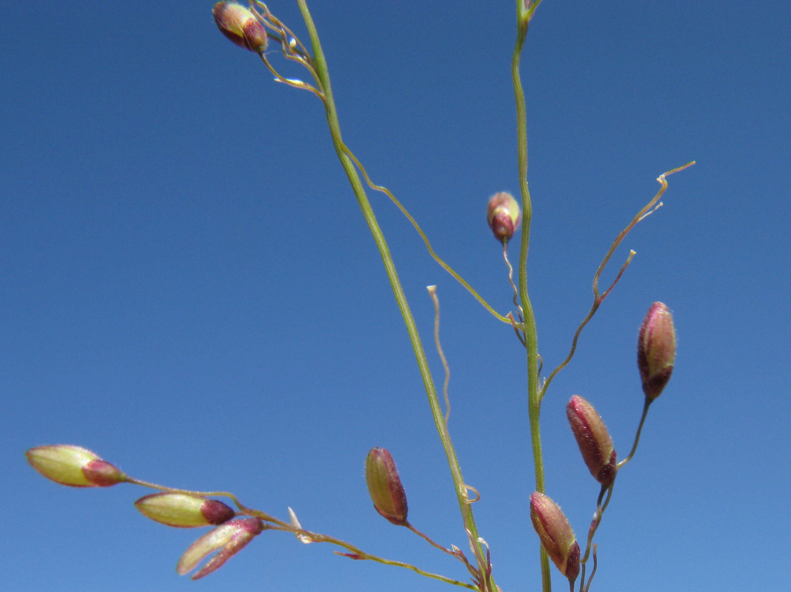 Imagem de Panicum maximum Jacq.