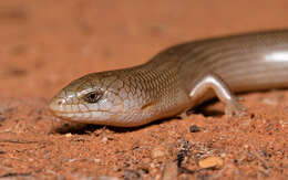 Image of Cyclodomorphus melanops (Stirling & Zietz 1893)