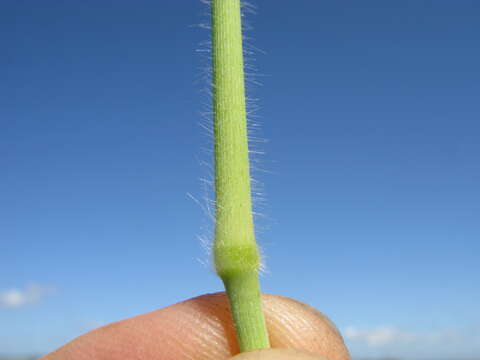 Imagem de Panicum maximum Jacq.