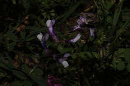 صورة Vicia villosa subsp. microphylla (d'Urv.) P. W. Ball