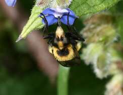 Volucella bombylans (Linnaeus 1758) resmi