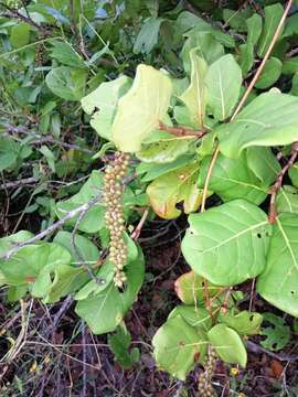 Image of Coccoloba barbadensis Jacq.