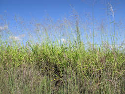 Image of Guinea Grass