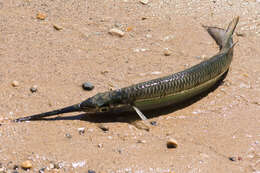 Image of Barred garfish