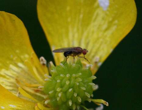 Image of fruit fly