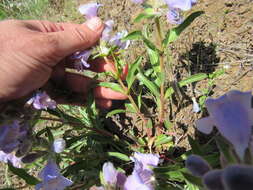 Image of longsac penstemon