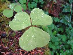 Image of redwood-sorrel