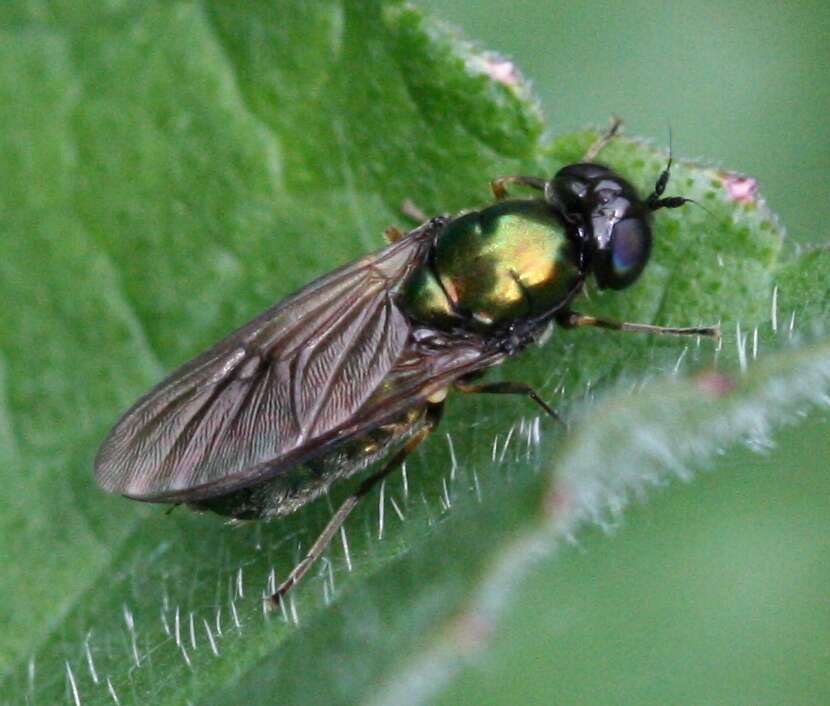 Image of Soldier fly