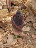 Image of Amorphophallus aphyllus (Hook.) Hutch.